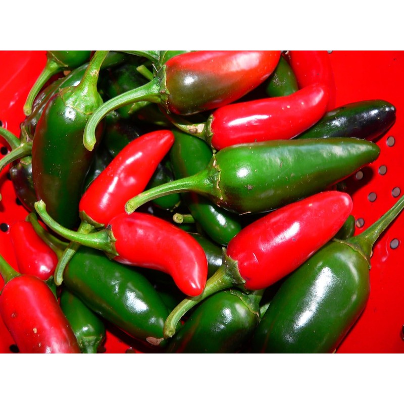 SeedsUP - 30+ Seeds Jalapeno Chili Pepper - Vegetable Green