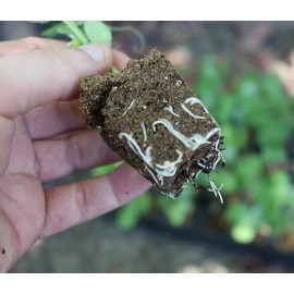 Root Riot (PICK QTY) Propagation Seedling Clone  Cubes ROOT RIOT RAPIDROOT GH 420 INDOOR - 5