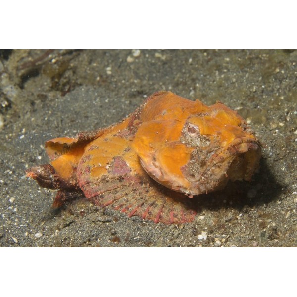 Flasher scorpionfish Lembeh Strait Indonesia Poster Print by VWPicsStocktrek Images
