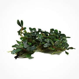 SubstrateSource Bucephalandra Black Pearl Live Aquarium Plant - Natural Freshwater Fish Tank Decorations and Aquatic Decor (Mini Clump (3-5 Plant))