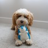 SPOT Gigglers Hedgehog Dog Toy with Giggle Sound | Textured,