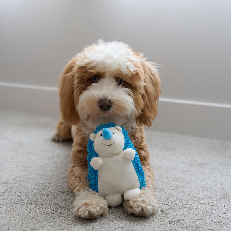 SPOT Gigglers Hedgehog Dog Toy with Giggle Sound | Textured,
