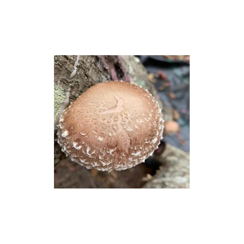 North Spore Log Inoculation Bundle with 100 ct Shiitake Plugs,