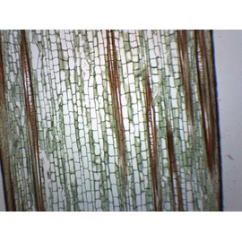 Zea Mays Stem - Longitudinal Section - Prepared Microscope Slide - 75 x 25mm - Biology & Microscopy - Eisco Labs