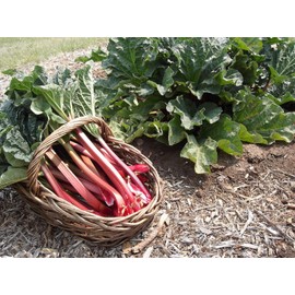 CEMEHA SEEDS Rhubarb Herb Vegetable Outdoor Indoor Garden Heirloom Non-GMO