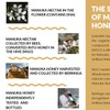 Berringa 100% Pure Australian Manuka Honey MGO 900 - 250