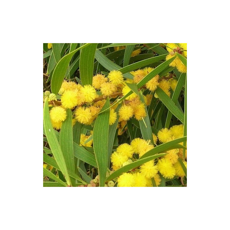 Fresh Acacia Golden Wattle Tree Seed fresh 30 seeds for