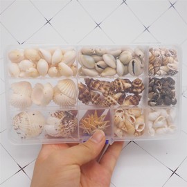 GraceAngie 1 Box 180pcs Small Tiny Sea Shells Mixed 0.4-1" Beach Natural Seashell Charm Beads with Hole for DIY Jewelry Making, Home Decorations Beach Theme Party Fish Tank and Vase Fillers, 10 Styles