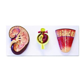 Vision Scientific VAU428 3 Models Set Shows The Basic Structure of Kidney | Enlarged 3X | Bowman’s Capsule 700x and Nephron 120x | Accompanying Key Card