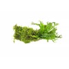 SubstrateSource Live Aquarium Plants on Driftwood, Lava Rock, Moss, Fiber