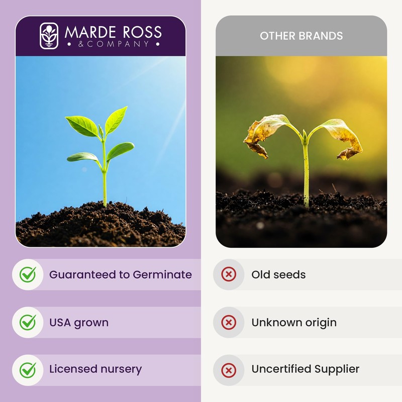 Forget Me Not Seeds - 5000 Flower Seeds - Perennial