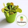 Gardenera Professional Carnivorous Plant Soil - Ready to Use for
