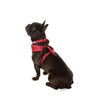 Doodlebone Adjustable Airmesh, Ruby, 2-3