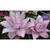 Danny Pleasant Gardens ANOUSKA ROSE LILY FLOWER BULBS HARDY 2