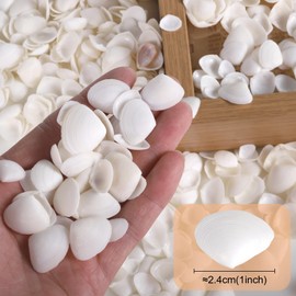 PPCLION 600 Pcs Natural Tiny Small Sea Shells White Clam Shells for DIY Craft, Jewelry Making, Home Decor, Vase Fillers