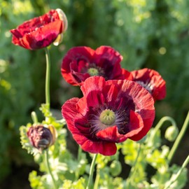 Plant Good Seed Organic Cherry Glow Poppy Seeds for Planting, Dark Pink Red Flowers, 250 Seed Packet