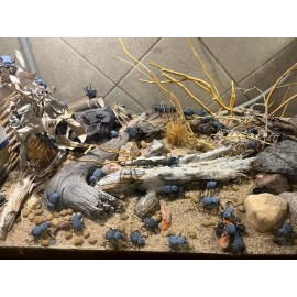 Unbranded Flawed Blue Death Feigning Beatlee (Group of 20!) WHOLESALE PRICE!