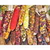 TomorrowSeeds - Fiesta Ornamental Corn Seeds (Treated Seed) - 1/2
