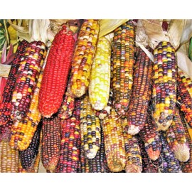 TomorrowSeeds - Fiesta Ornamental Corn Seeds (Treated Seed) - 1/2 Pound Bulk - for 2025 Rainbow Indian Decorative Grinding Dent Seed 2025