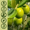 Nature's Answer Nature's Answer Alcohol-Free Oleopein Olive Leaf, 2-Fluid Ounces
