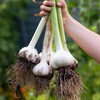 Fresh Garlic Bulbs Home Grown in CA,USA. - Qty :