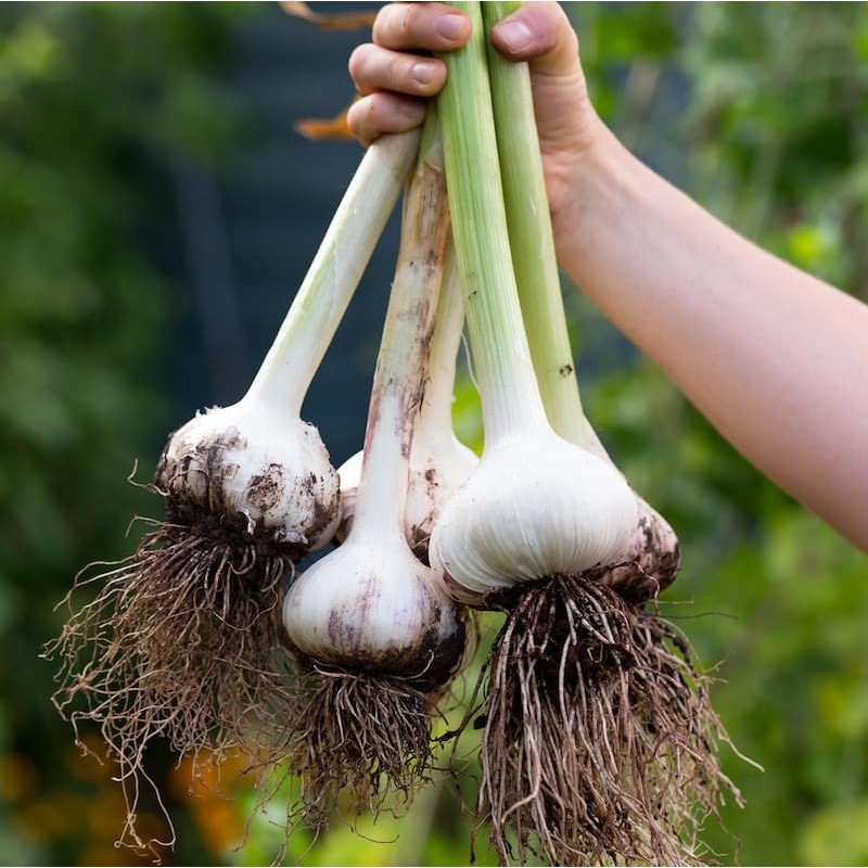 Fresh Garlic Bulbs Home Grown in CA,USA. - Qty :