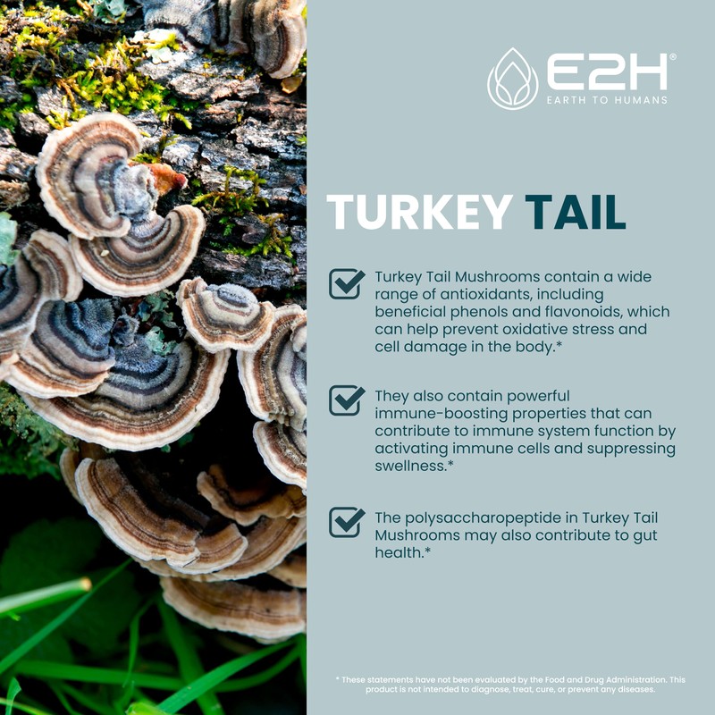 Turkey Tail Mushroom Extract - Faster Absorption Than Turkey Tail