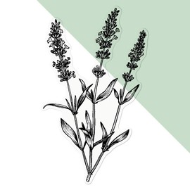 Large 210mm 'Simple Lavender Plant' Transparent/Clear Sticker Decal for Windows/Cars/Walls (DC00134526)