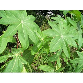 Castor Leaf 10 Whole -Air Dried Organic Palma Christi Leaves-10 Leaves-Organic Castor Leaves