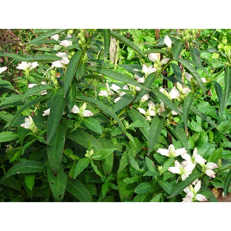 Fresh CHELONE GLABRA WHITE TURTLEHEAD FLOWER 100 SEEDS NATIVE Perennial