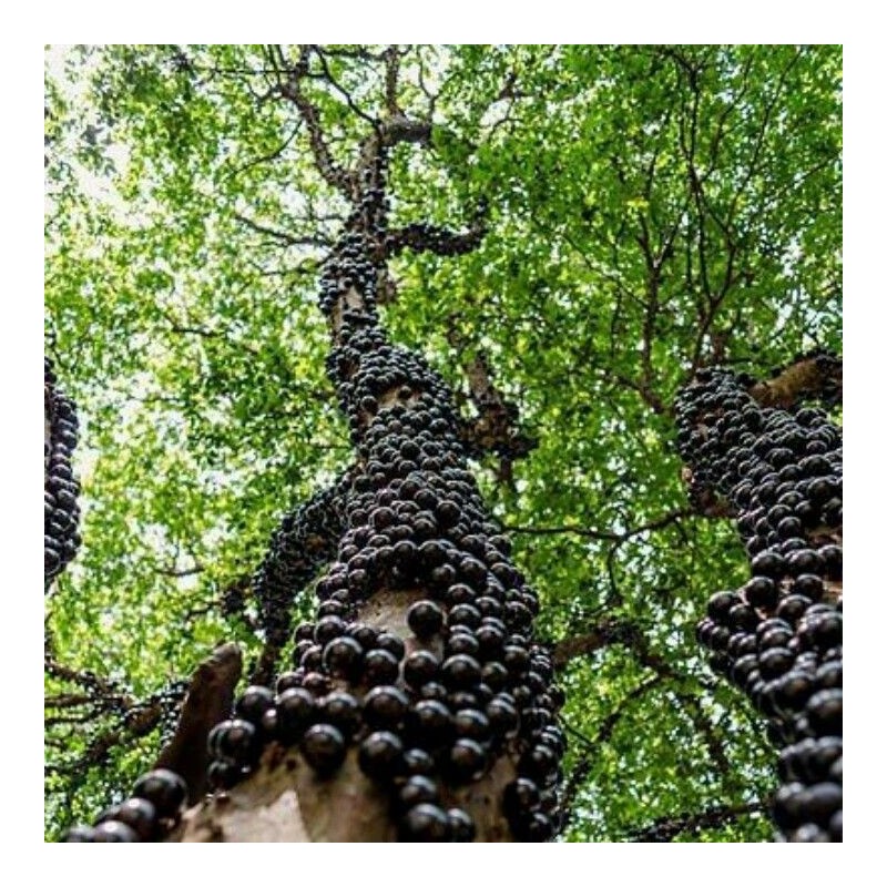 HOPE'S GARDEN Brazilian Grape Tree~~Jabotica