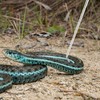 Zerodis Extendable Snake Capture Hook, Stainless Steel Telescoping Snake Catcher