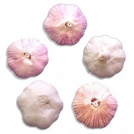 Fresh Organic GARLIC bulbs 10lbs • 5 VARIETIES Chesnok Music Italian German Russian - 10 lbs Organic Music