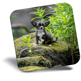 Destination Vinyl ltd Fridge Magnet - Baby Chihuahua Dog Puppy Cute for Office, Cabinet and Whiteboard, Magnetic Stickers, 44196