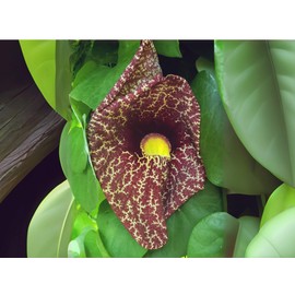 DUTCHMANS Pipe Vine Giant Pelican Flower Purple Unique Unusual Bloom Live Fast Growing Starter Size 4 Inch Pot Emerald R