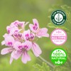 100% Pure Essential Oil- Geranium 10ml by Greenals