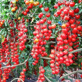 NIKA SEEDS - Seeds Vegetable Red Vine Tomato - 50 Seeds