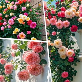 500+Pcs Mixed-color Climbing Rose Rosa Bush Vine Climber Fragrant Butterfly Flower Seeds Decorate your home for the arrival of spring Cleans the air, adds color, attracts butterflies