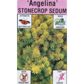 Unbranded 10 Sedum Angelina Stonecrop Ground Cover Plants Long Live Cuttings