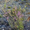 Linaria purpurea | Purple Toadflax | 10 Seeds