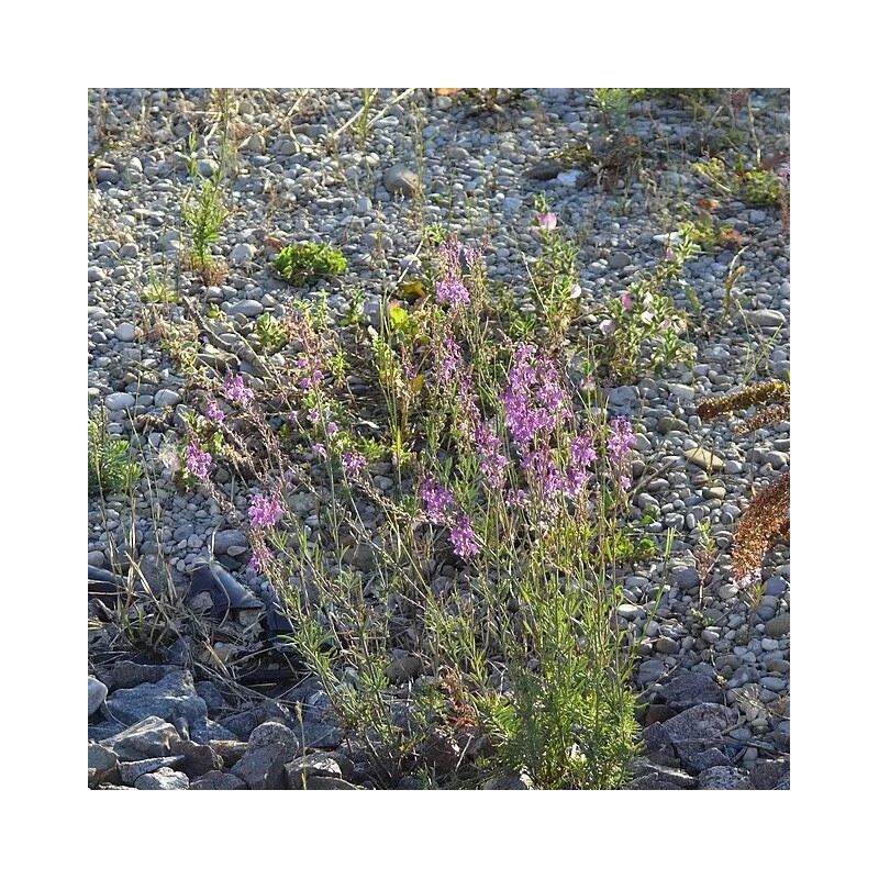 Linaria purpurea | Purple Toadflax | 10 Seeds