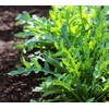 PREMIER SEEDS DIRECT - ROCKET - SALAD - CULTIVATED -