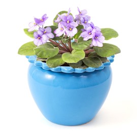 Lovely Ran African Violet Flower Pot Blue Ceramic Self Watering Flower Pot 6.5 * 4.6 inch Simple Plant Self Watering Pot High Absorption Herbaceous Simple plant Self Watering Basin