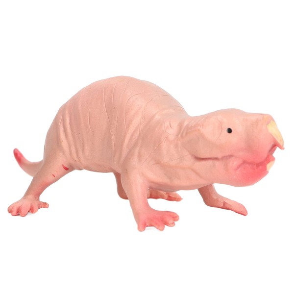 Mole Figure Toy Plastic Simulation Static Full Core Nude Mole