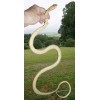 Yellow Rat Snake - 48" Rubber Snake Replica - AAA