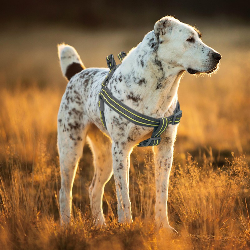 DOCO Solar Air Step-in Reflective Dog Mesh Harness for Walking