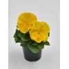 Pansy Seeds Inspire Yellow 50 Seeds