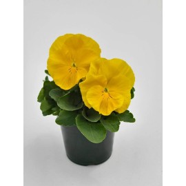 Pansy Seeds Inspire Yellow 50 Seeds
