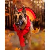 Midlee Turkey Beard & Tail Thanksgiving Dog Costume