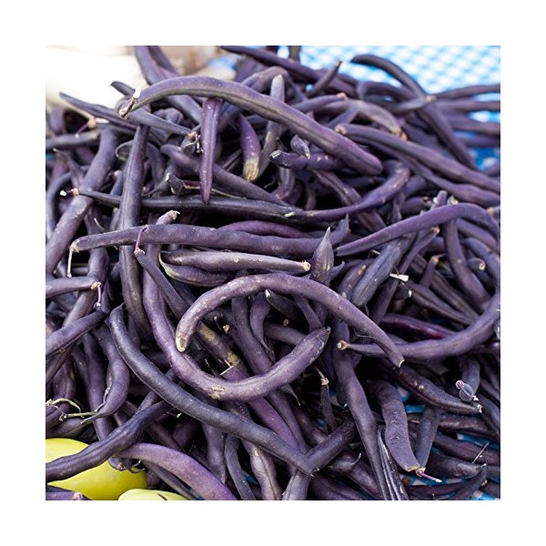Bean Royal Purple Pod Bush Great Heirloom Garden Vegetable by